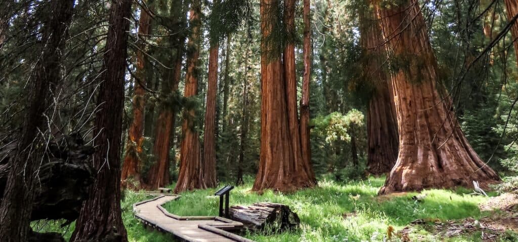 Wat moet je zien in Sequoia National Park, Verenigde Staten