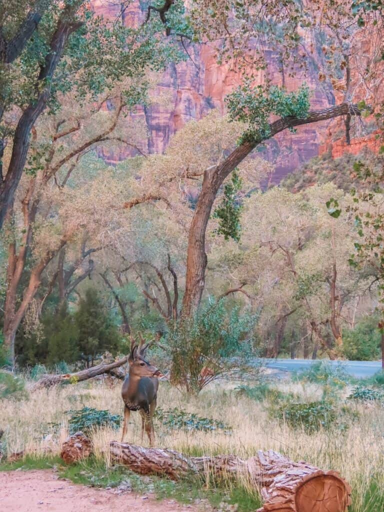 Zion National Park, Verenigde Staten