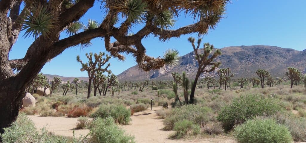 Is Joshua Tree National Park de moeite waard?
