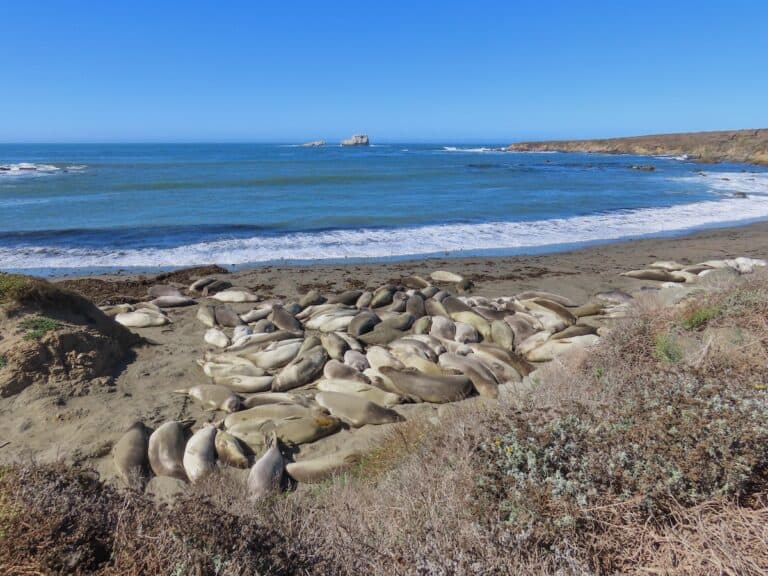 Pacific Coast Highway, Verenigde Staten