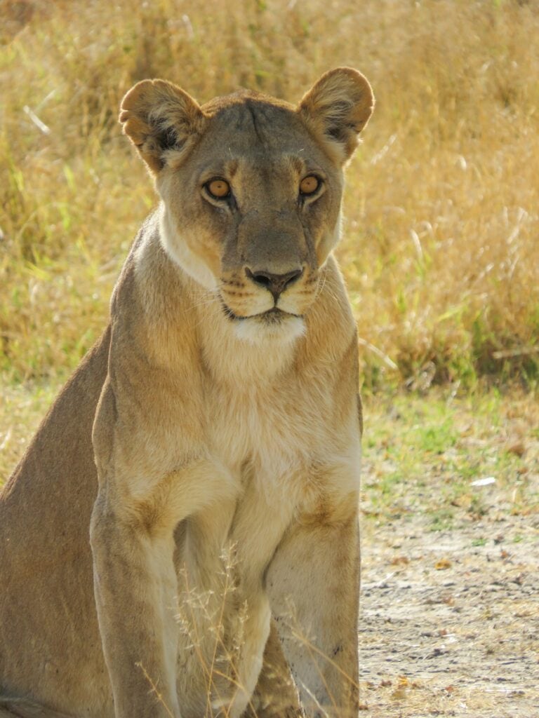 Khwai Community Area, Botswana