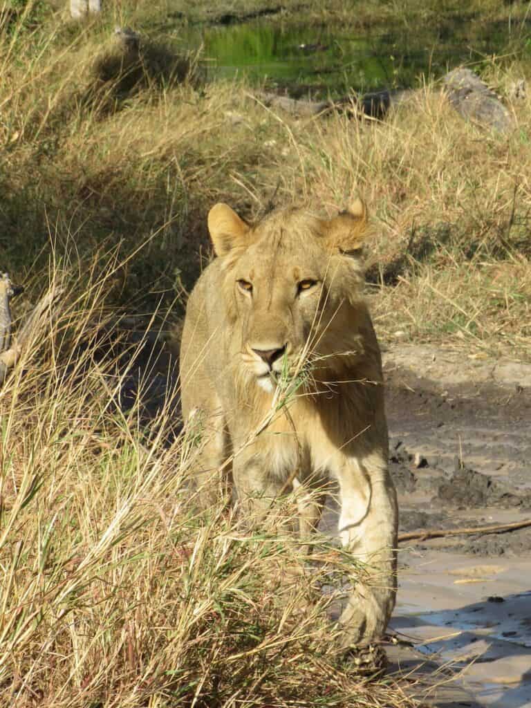 Khwai Community Area, Botswana