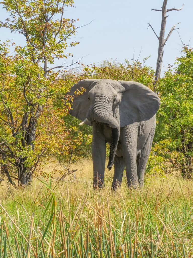 Khwai Community Area, Botswana