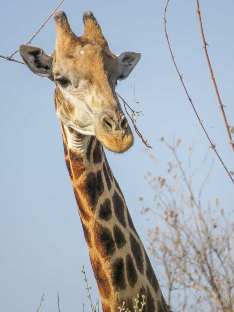 Khwai Community Area, Botswana