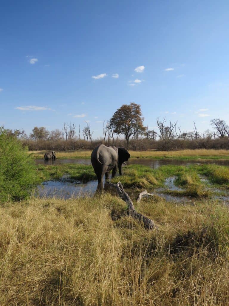 Khwai Community Area, Botswana