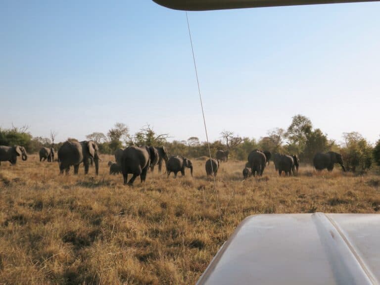 Khwai Community Area, Botswana