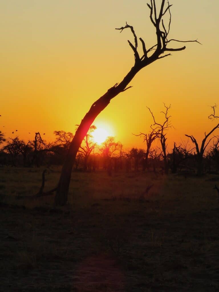 Wildkamperen in Botswana