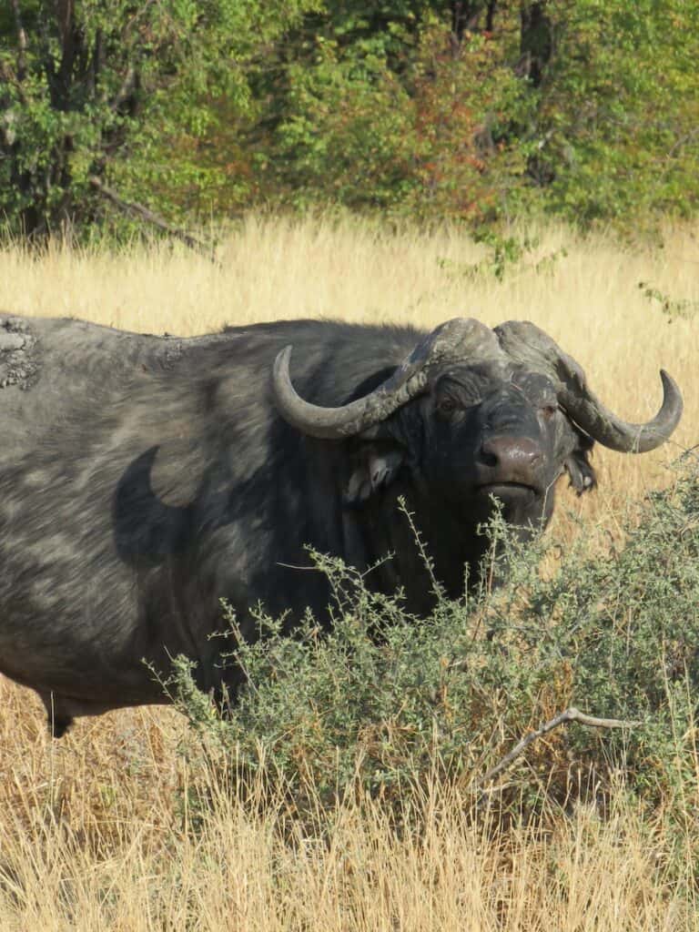 Savuti National Park, Botswana