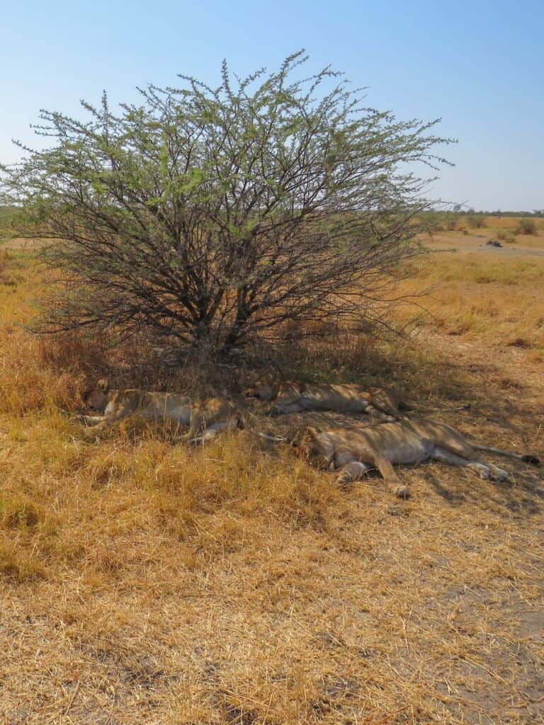 Savuti National Park, Botswana