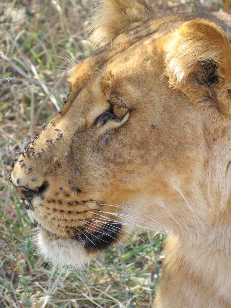 Savuti National Park, Botswana