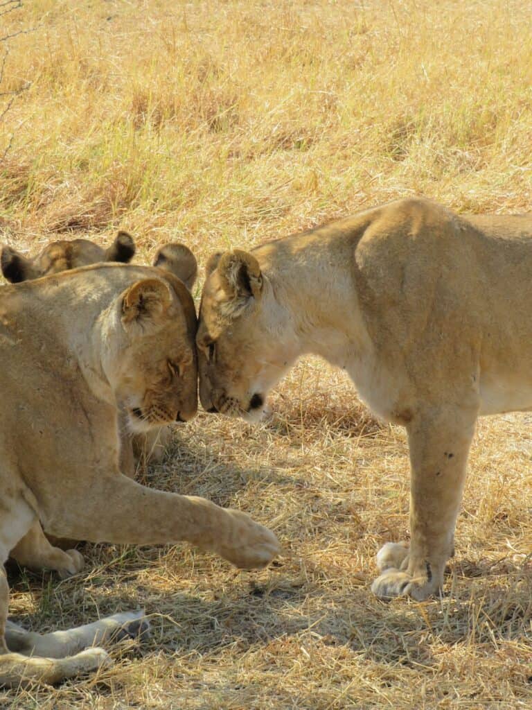 Savuti National Park, Botswana