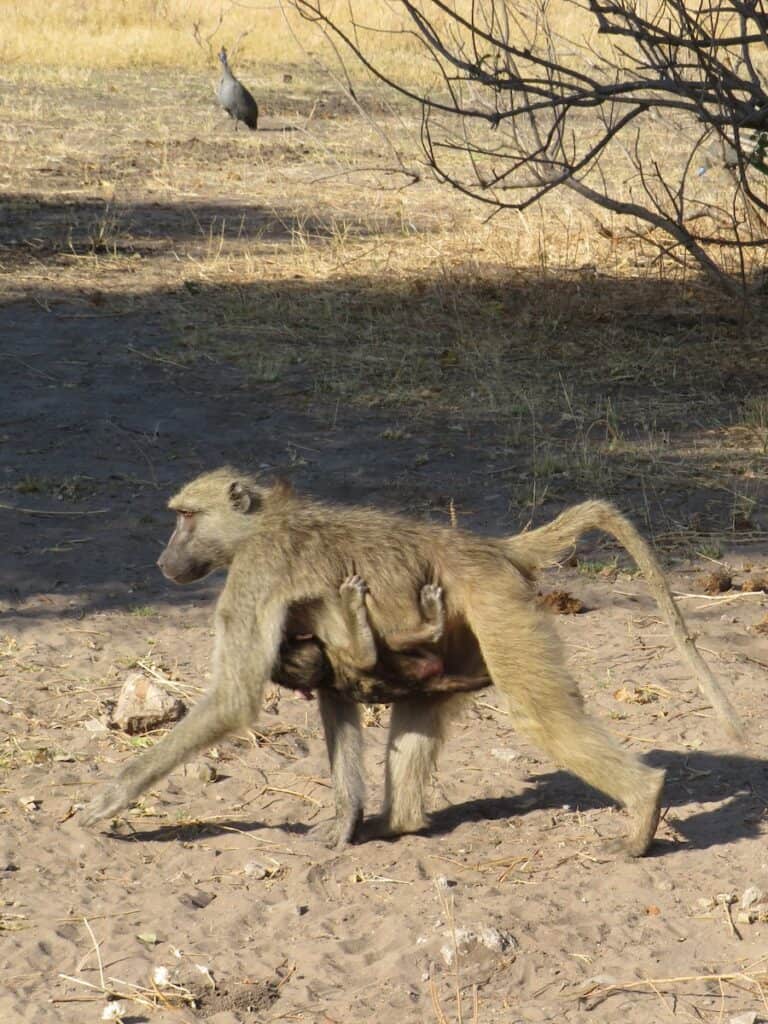 Chobe National Park, Botswana