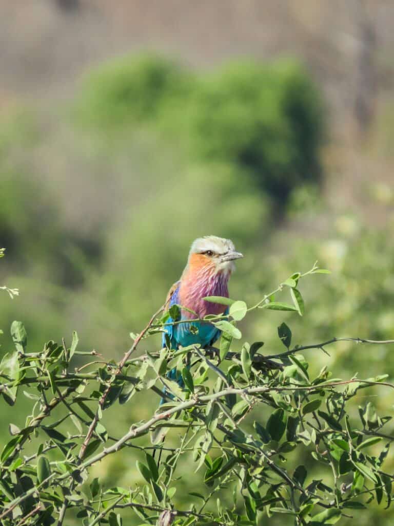 Chobe National Park, Botswana