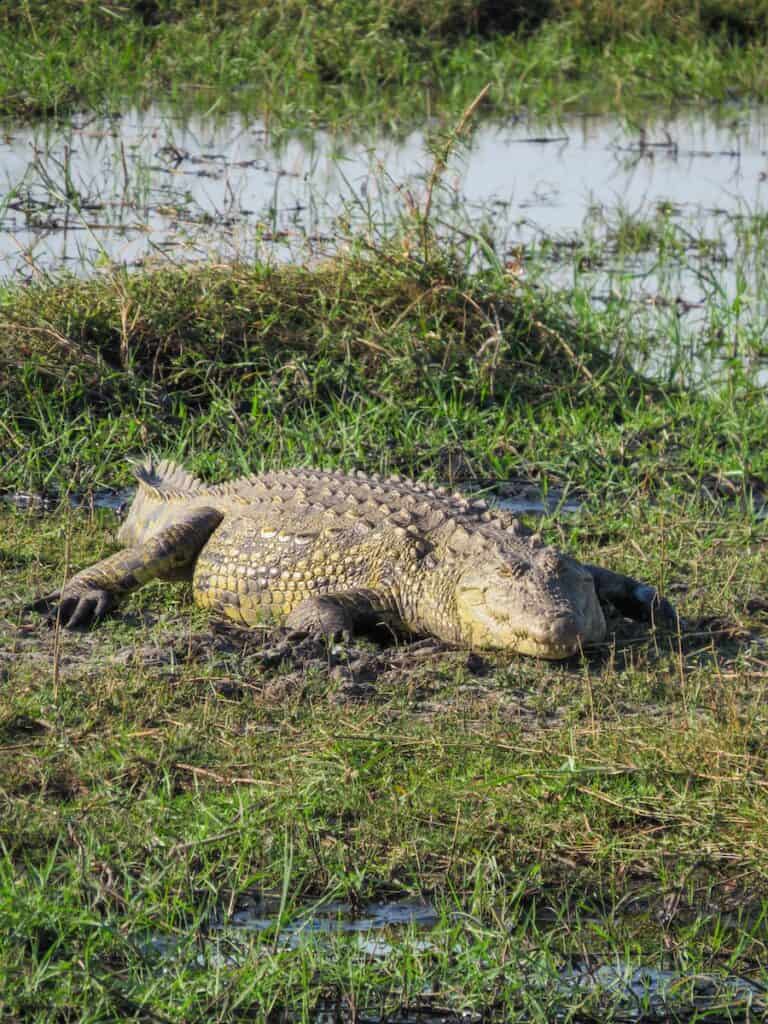 Chobe National Park, Botswana