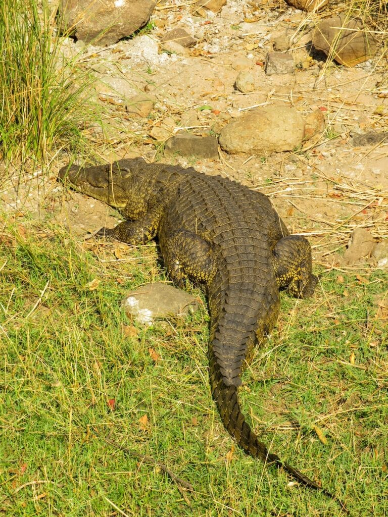 Chobe National Park, Botswana