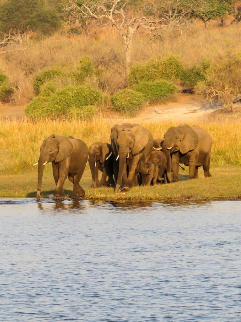 Chobe National Park, Botswana