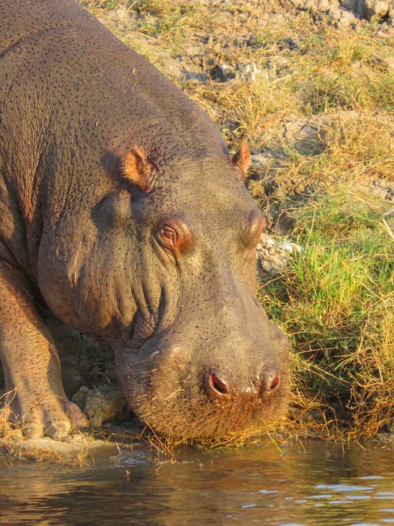 Chobe National Park, Botswana