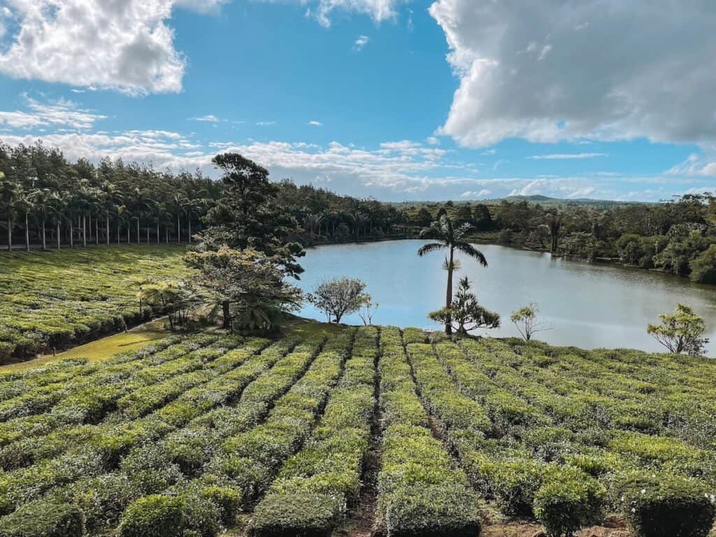 Bois Cheri theeplantage, Mauritius