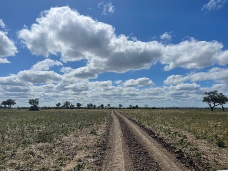 Full day safari in South Luangwa National Park, Zambia