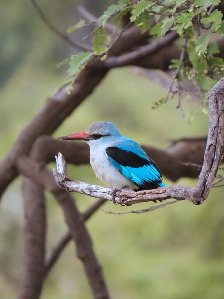 Afternoon safari in South Luangwa National Park, Zambia