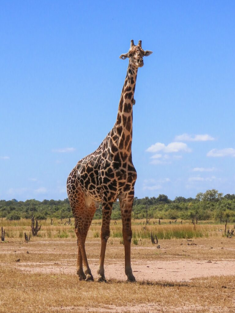 South Luangwa National Park, Zambia