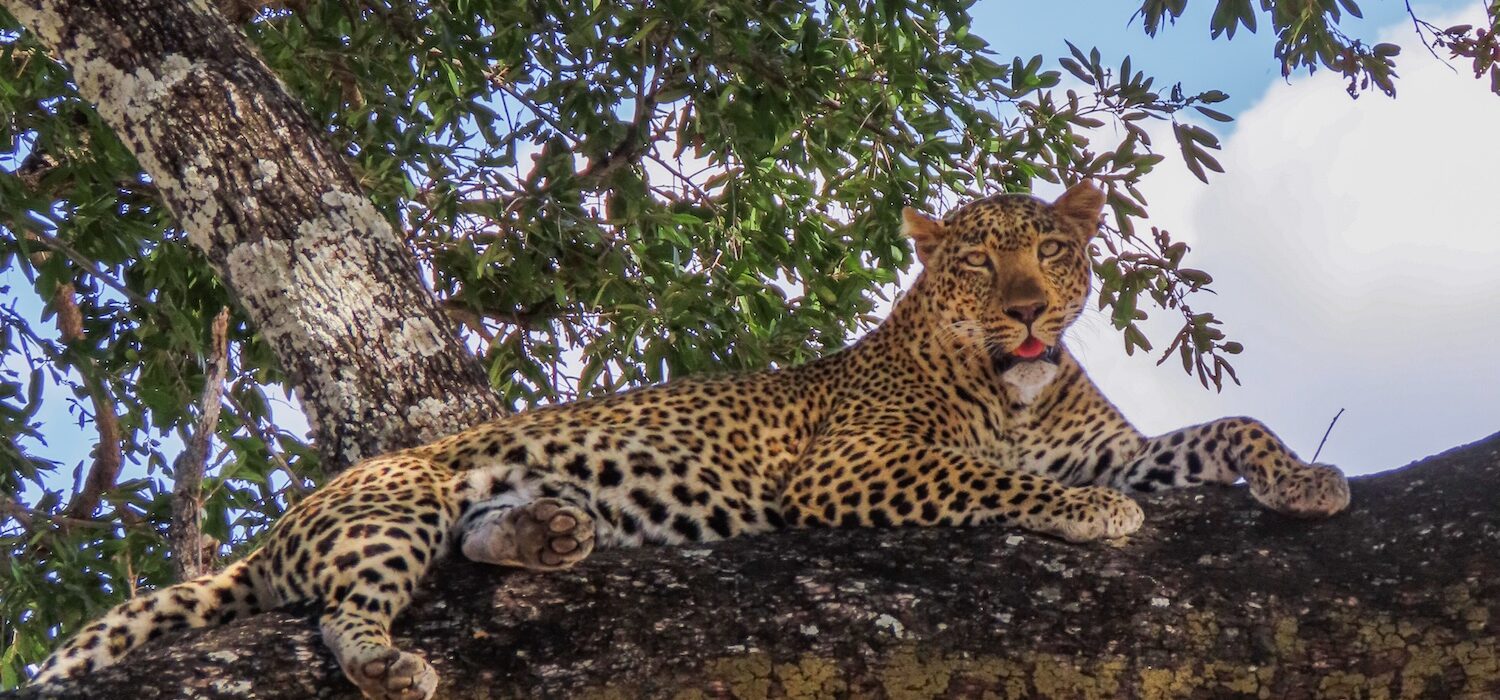 Dit moet je weten over South Luangwa National Park, Zambia