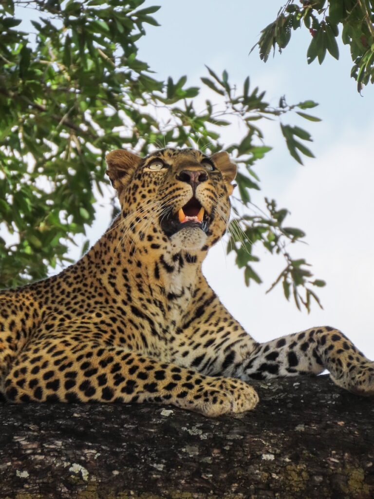 Fotografie safari in South Luangwa National Park, Zambia