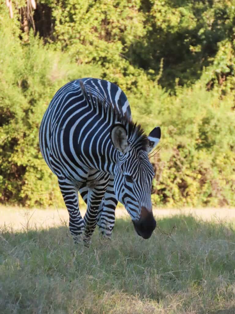 Afternoon safari in South Luangwa National Park, Zambia