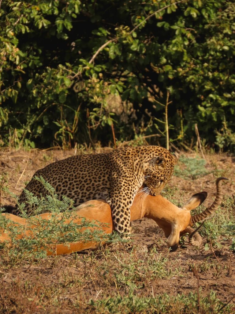 Morning safari in South Luangwa National Park, Zambia