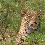 South Luangwa National Park, Zambia