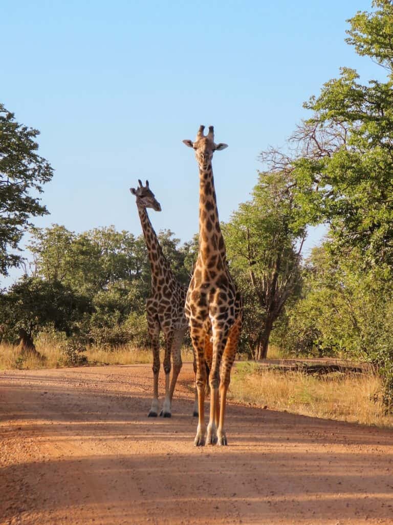 Afternoon safari in South Luangwa National Park, Zambia