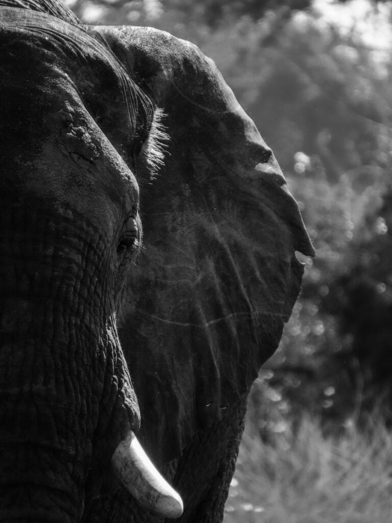 South Luangwa National Park, Zambia