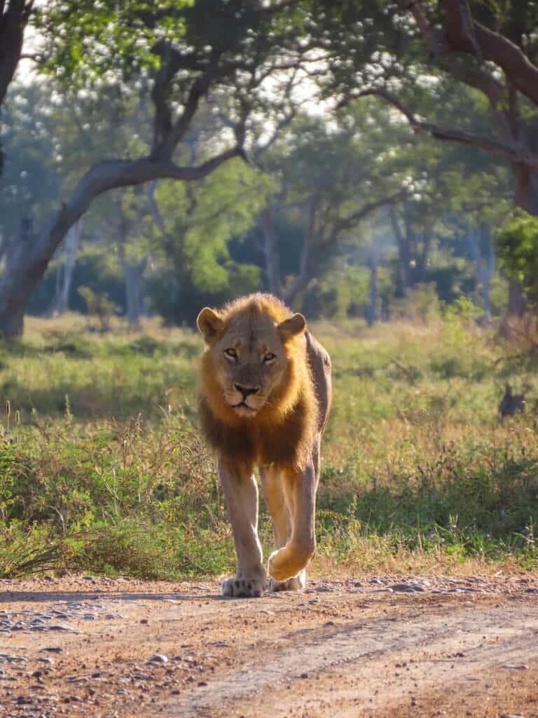 South Luangwa National Park, Zambia