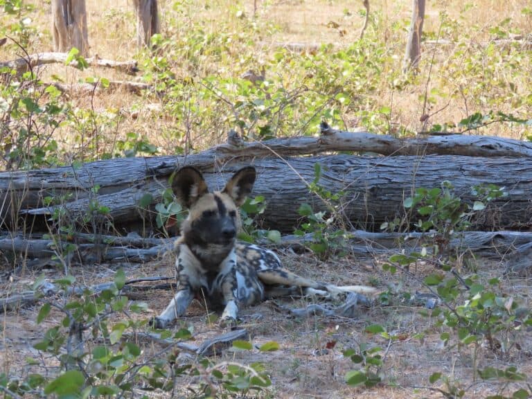 Full day safari in South Luangwa National Park, Zambia