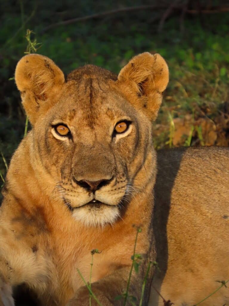 South Luangwa National Park, Zambia