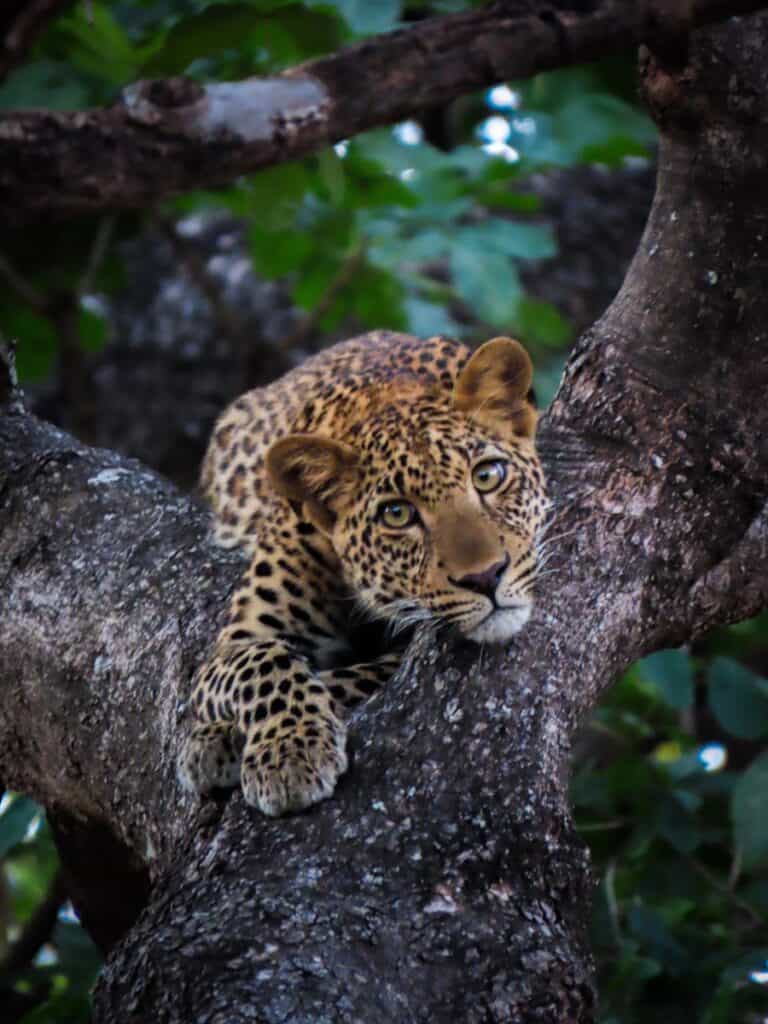 South Luangwa National Park, Zambia