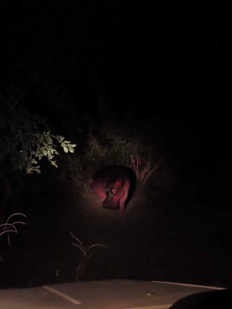 Safari met gids in South Luangwa National Park, Zambia
