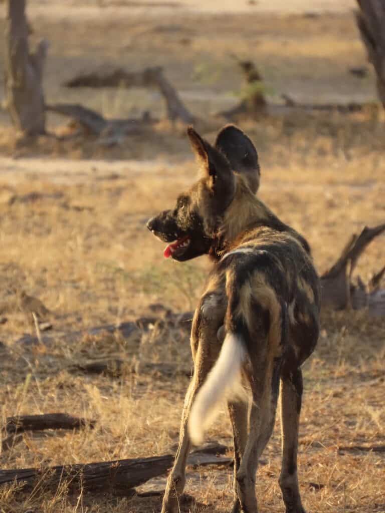 Fotografie safari in South Luangwa National Park, Zambia