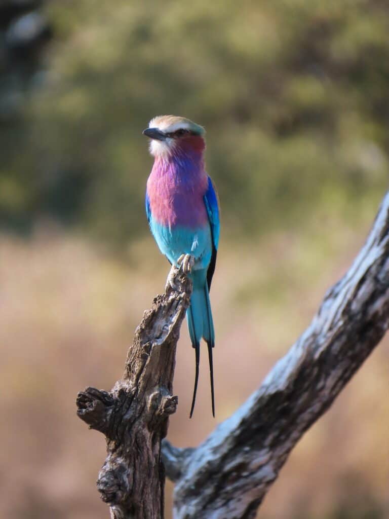 South Luangwa National Park, Zambia