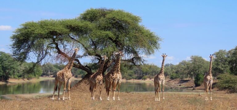 Safari in South Luangwa National Park, Zambia