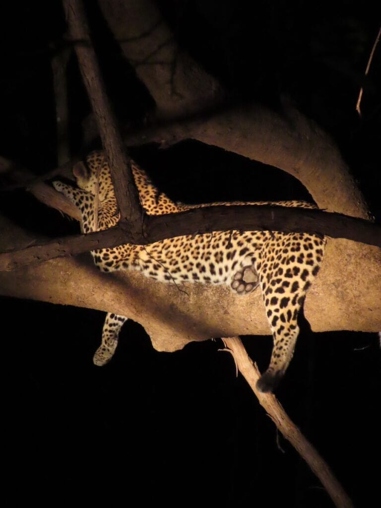 Afternoon safari in South Luangwa National Park, Zambia