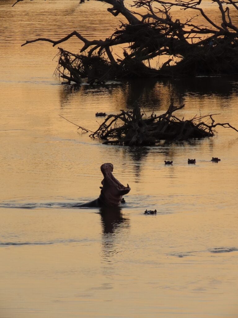 Afternoon safari in South Luangwa National Park, Zambia